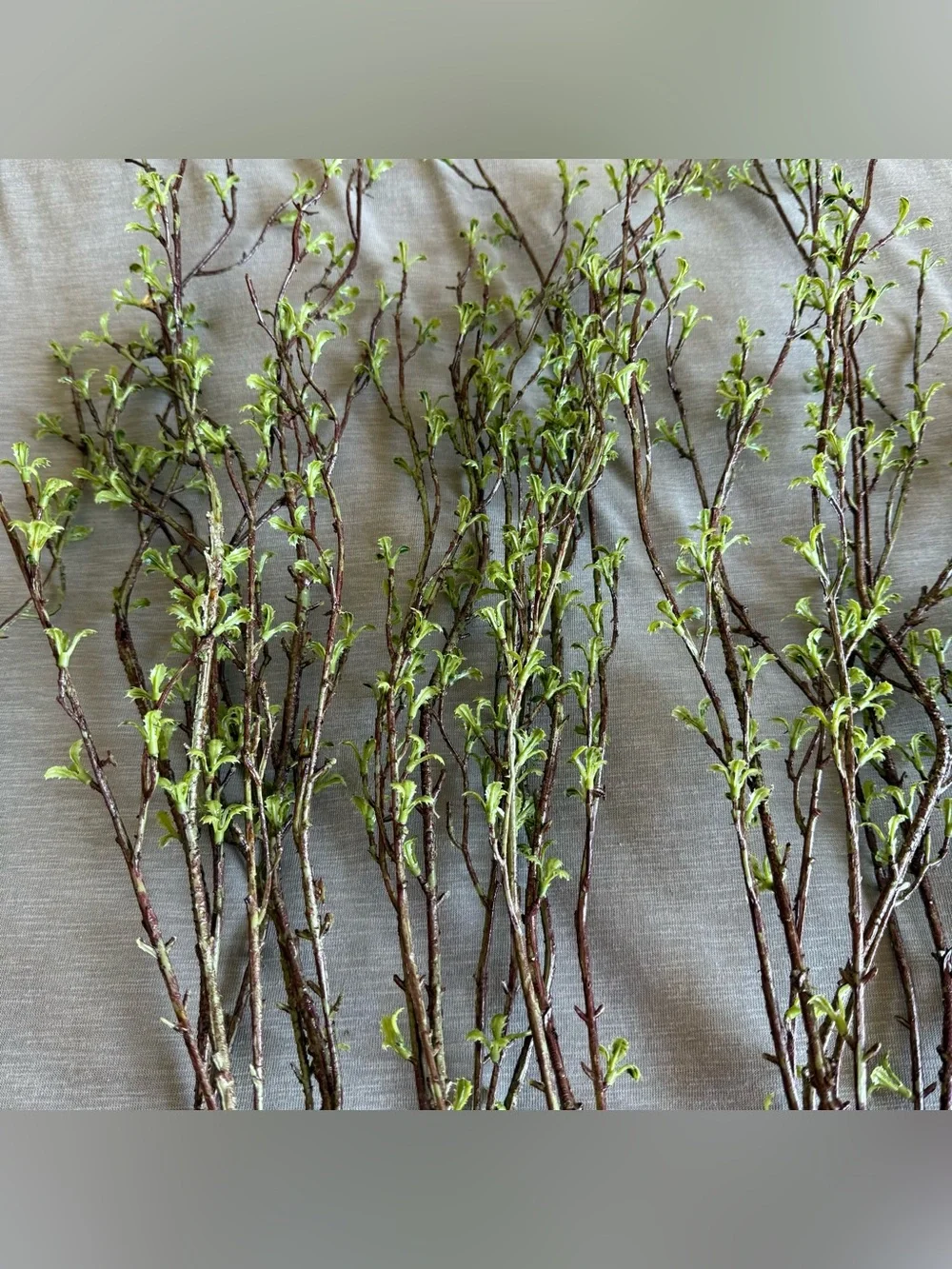 NEW Hobby Lobby Leafy Branch - Set of 5